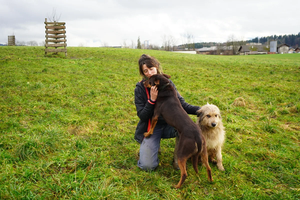 Eine Wanderherde aus dem Thurgau durchkreuzt die Hinwiler Wiesen.